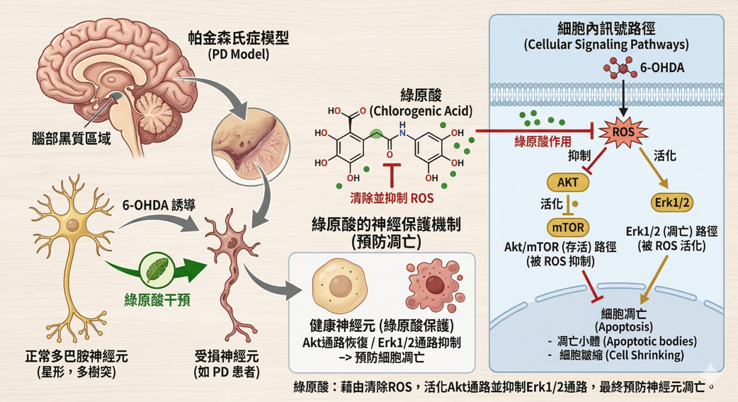 Figure : 綠原酸的神經保護作用：可透過調節 Akt與Erk1/2 訊號路徑來預防帕金森氏症的神經元凋亡 (參考並修改自He et al., 2024) 11。