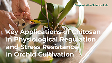 Key Applications of Chitosan in Physiological Regulation and Stress Resistance in Orchid Cultivation