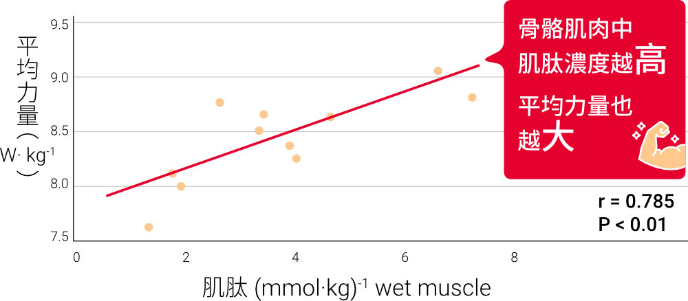 肌肉的力量與肌肽的相關性