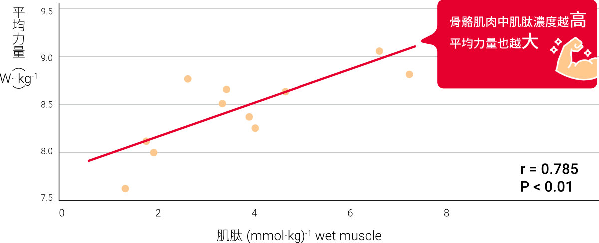 肌肉的力量與肌肽的相關性