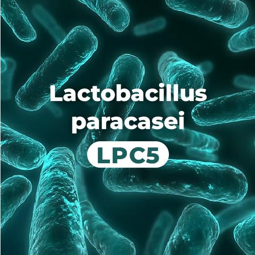 LAB2PRO™  副乾酪乳桿菌 Lactobacillus paracasei (LPC5)