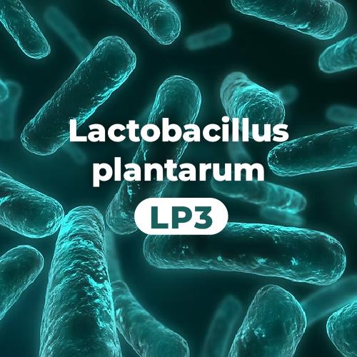 LAB2PRO™ 植物乳桿菌 Lactobacillus plantarum (LP3)