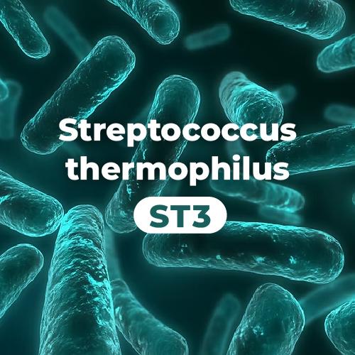 LAB2PRO™ 嗜熱鏈球菌 Streptococcus thermophilus (ST3)