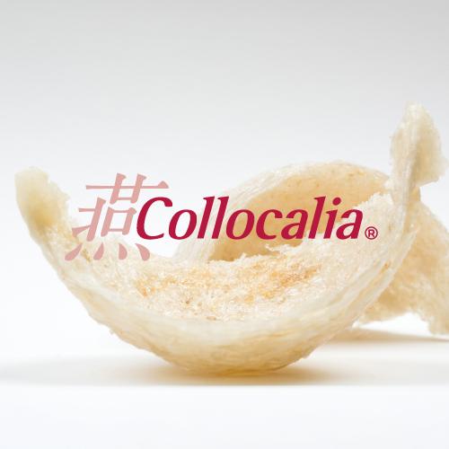 Collocalia® 專利金絲燕窩萃取物 Enzyme-treated Bird's Nest