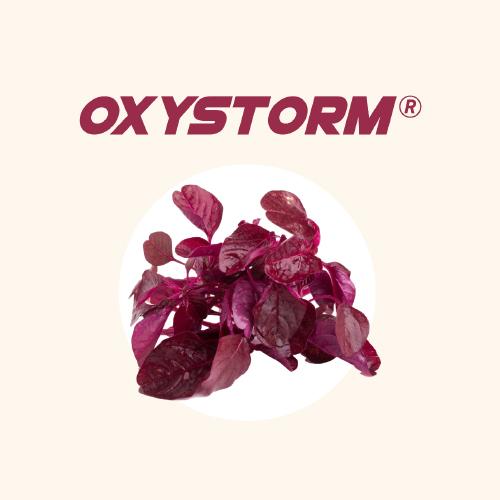 Oxystorm® 專利紅莧菜萃取物 Red Spinach Extract