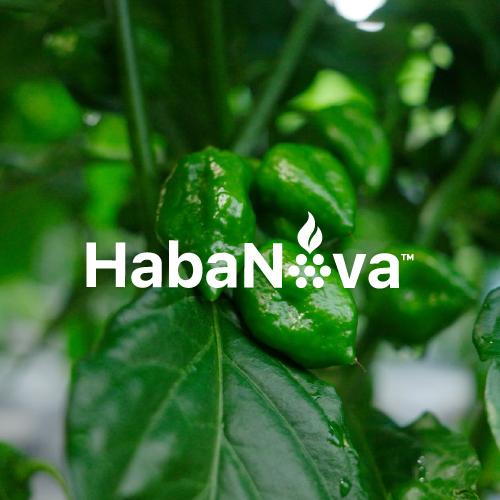 Habanova™  專利黃燈籠辣椒 Sweet Habanero powder
