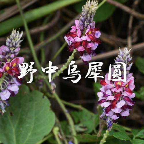 山葛萃取物（葛花抽出物）Kudzu Extract