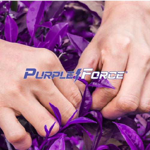 PURPLE FORCE® 專利紫茶(山茶)萃取物 Purple Tea Extract