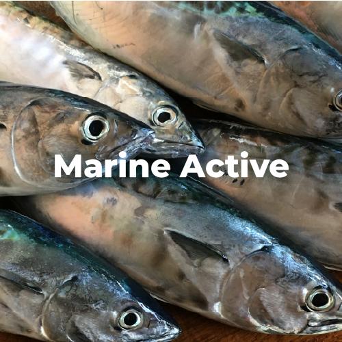 MARINE ACTIVE® 海之力 專利魚肉萃取海洋雙胜肽 Bonito extract