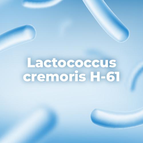 仙杜瑞拉乳酸菌 Lactococcus cremoris H-61