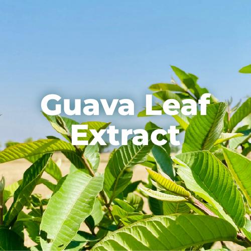 專利番石榴葉萃取物 Guava Leaf Extract
