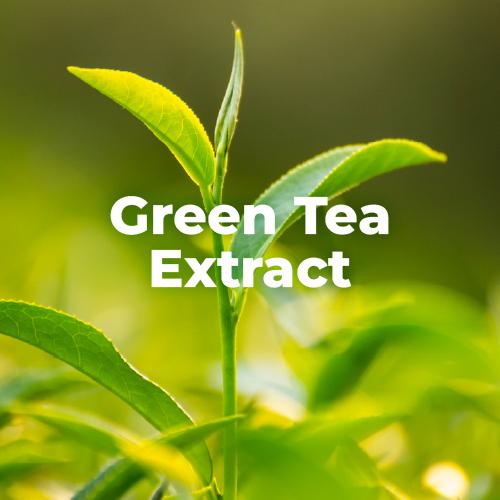 綠茶萃取物 Green Tea Extract