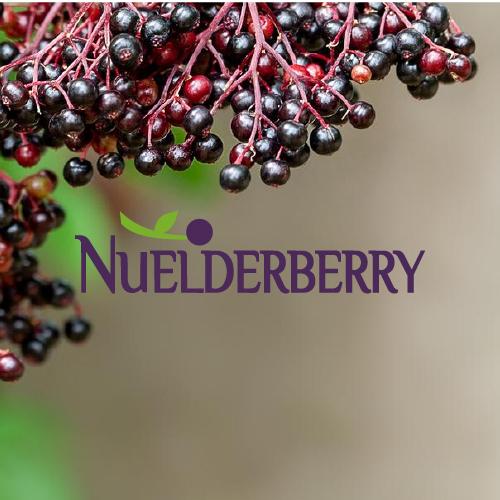 NuELDERBERRY™ 專利纖維包覆接骨木莓濃縮/萃取果粉 Elderberry Concentrate Powder & Extract Powder EX