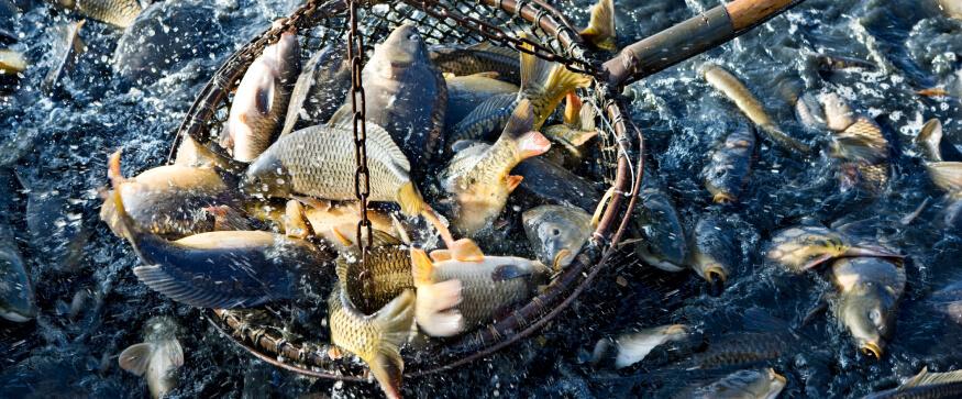 養殖魚類