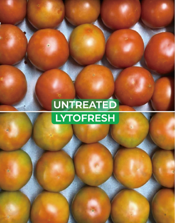 Tomato ripening and marketable quality validation