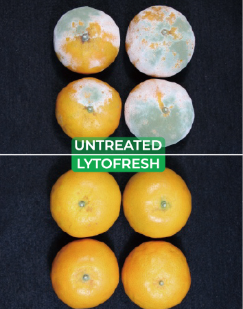 Citrus decay and post-harvest quality validation