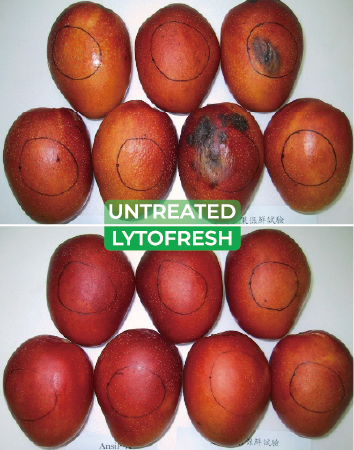 Mango post-harvest quality and decay validation