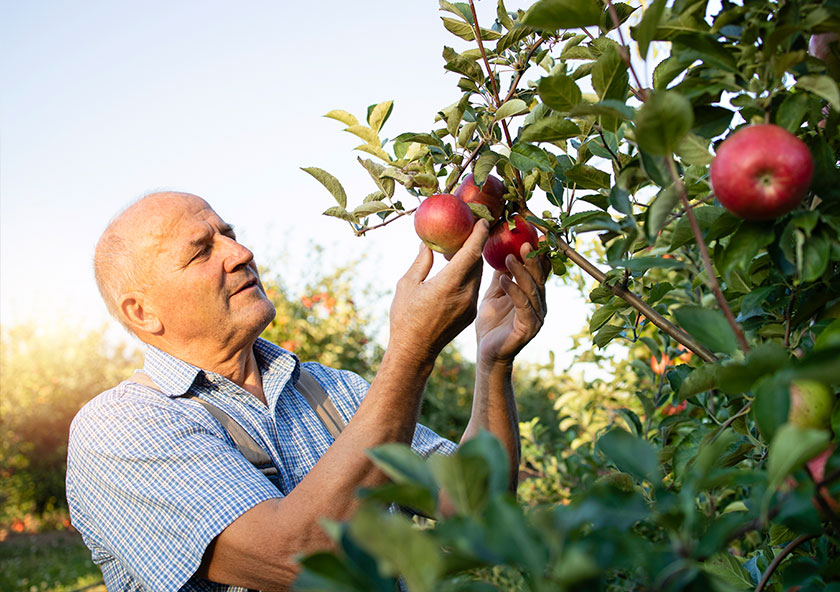 Fresh apples representing quality protection from harvest
