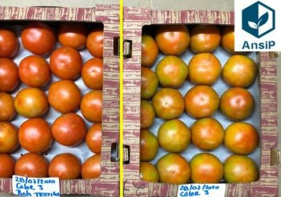 FRUITNET｜We are ready to share our experiences in tackling freshness quality issues after logistics uncertainties
