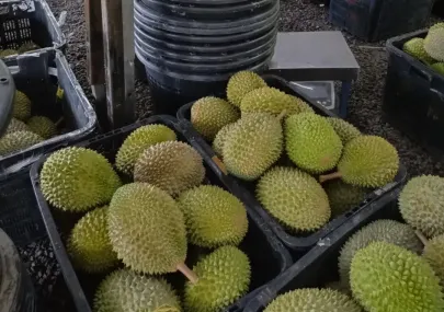 ASIAFRUIT｜利统与龙邦合作促进马来西亚鮮果榴莲质量供应