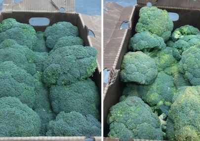 FRESH PLAZA｜We help to build up a sustainable and eco-friendly preservation for broccoli supply