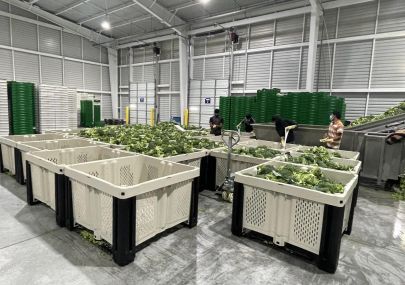 FRUITNET｜Lytone completes successful broccoli trial