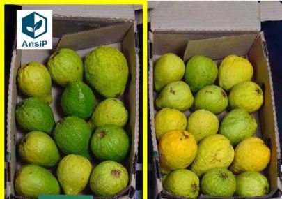 FRESH PLAZA｜We are ready to introduce our US EPA- certified post-harvest solution at VIVA Fresh Expo