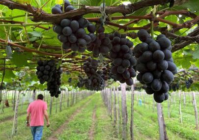 FRESH PLAZA｜We are happy to see our crop nutrient solution boost the grape quality in Brazil