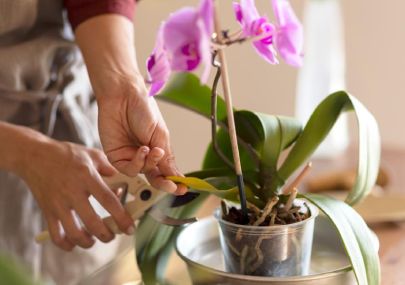 Key Applications of Chitosan in Orchid Cultivation: Physiological Regulation and Stress Mitigation