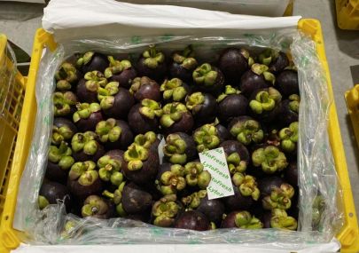 FRUITNET｜Lytone completes successful LytoFresh mangosteen trial
