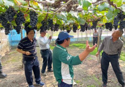 THE PRODUCE NEWS｜Liquid fertilizer changes grape color, boosting price