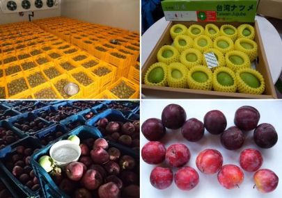 FRESH PLAZA｜A user-friendly system to extend shelf life of fresh produce